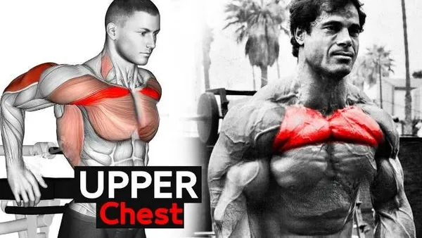 What Calisthenics Work Chest: The Ultimate Guide